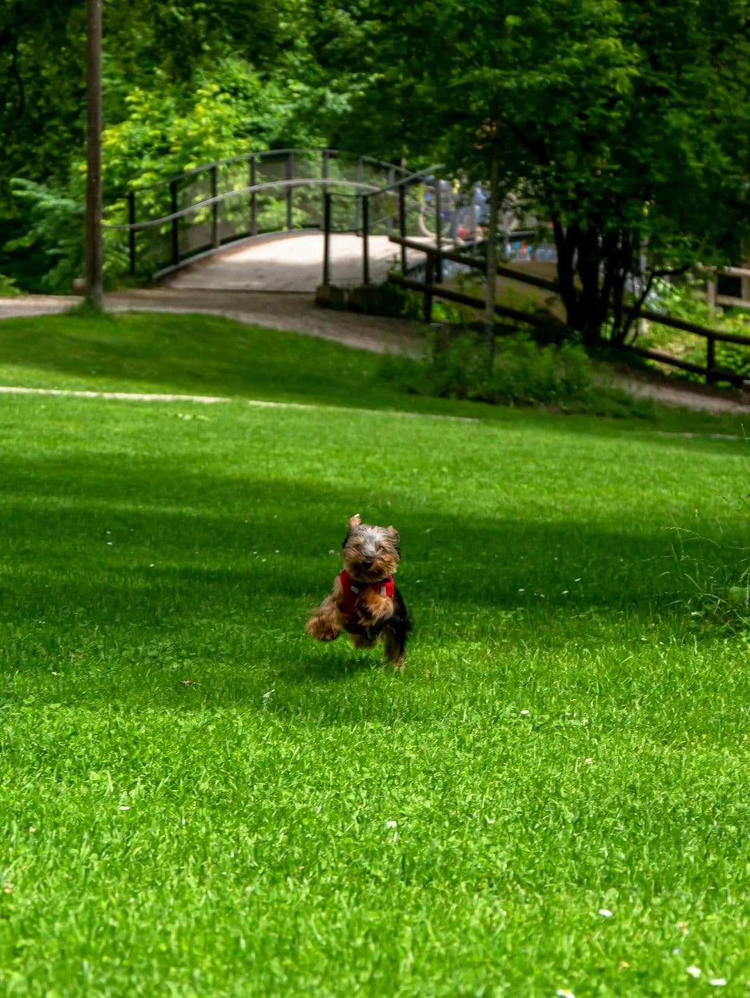 Benefits of Artificial Turf for Dogs