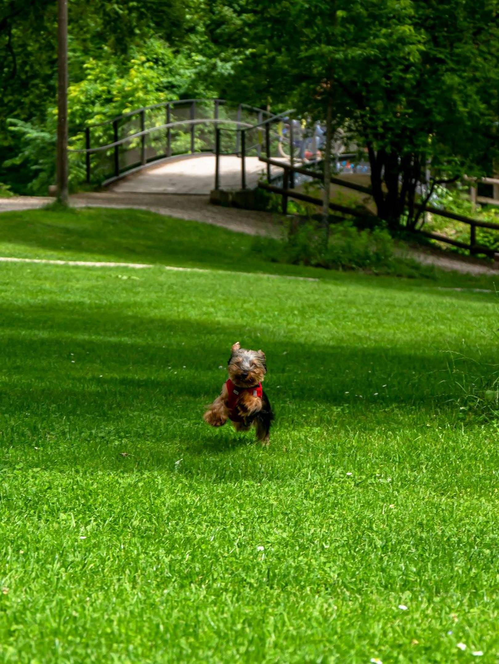 Easy cleaning of artificial turf for pet owners