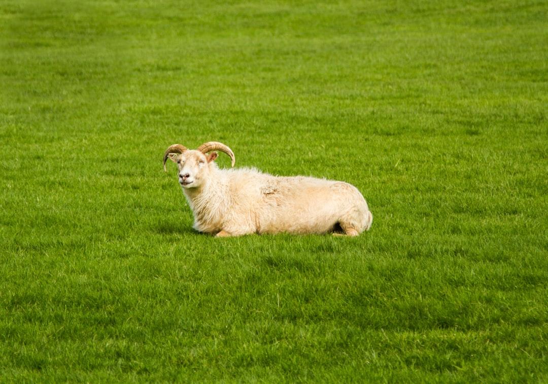 Easy cleaning of artificial turf for pet owners