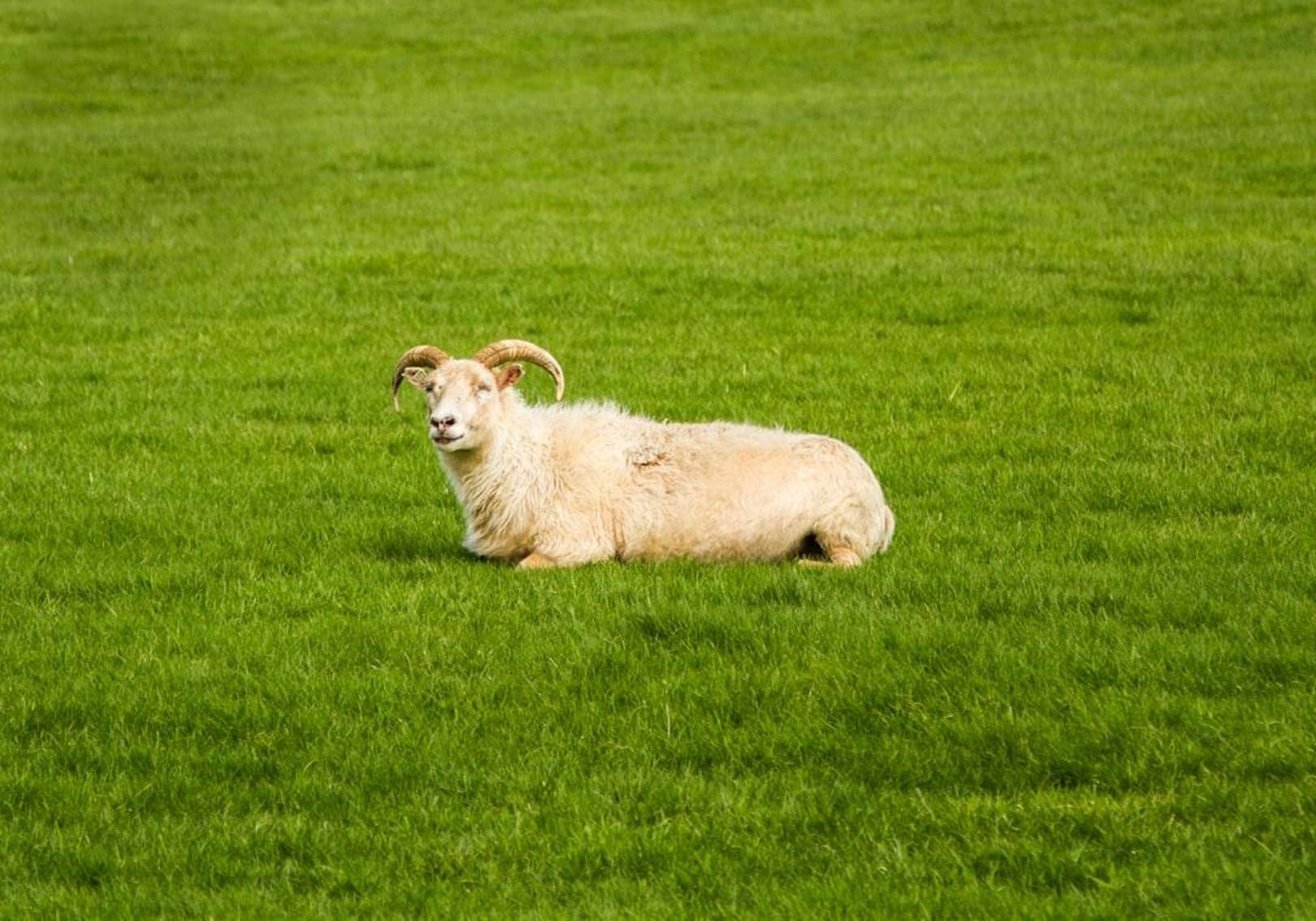 Beautiful backyard with artificial turf perfect for dogs