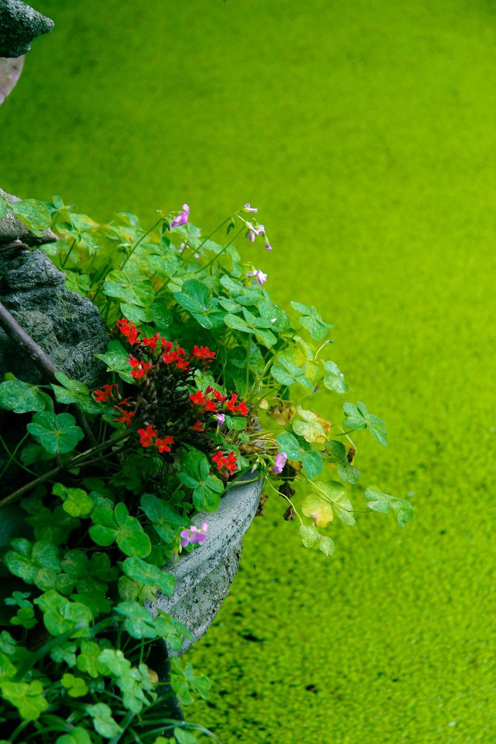 Professional putting green maintenance for longevity